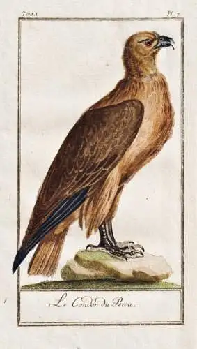Le Condor du Perou - Kondor Condor Peru / Vogel bird oiseau Vögel birds oiseaux
