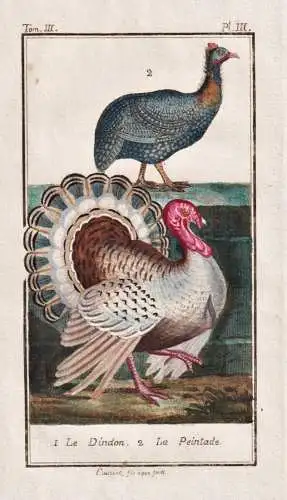 Le Dindon - Le Peintade - Marailguan Penelope marail Truthühner Truthahn Meleagris Pute domestic turkey / Vog