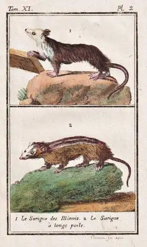 Le sarigue des illinois .. - Beutelratte possum sarigue Ratte