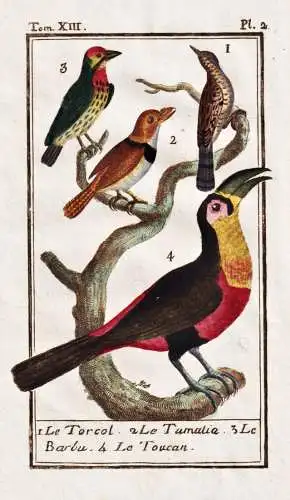 Le Torcol, le Tamatia, le Barbu, le Toucan - Wendehals wryneck woodpecker Specht Tukane puffbird  / Vogel bird