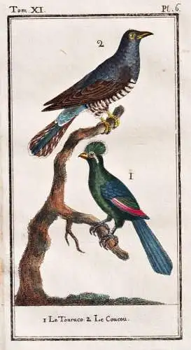 Le touraco / Le Coucou - Kuckuck coucou cuckoo / Vogel bird oiseau Vögel birds oiseaux