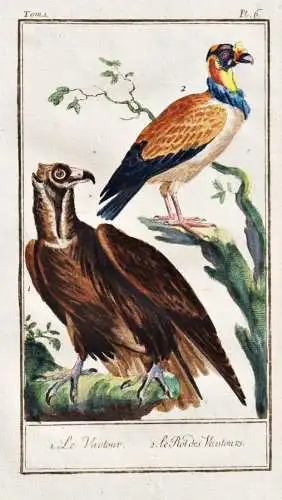 Le vautour .. - Geier vulture vautour / Vogel bird oiseau Vögel birds oiseaux