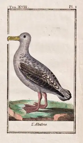 L'Albatros .. - Möwe mouette seagull / Vogel bird oiseau Vögel birds oiseaux