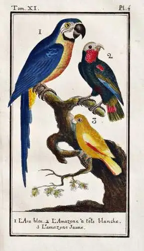 L'ara bleu .. - Ara macaw / Vogel bird oiseau Vögel birds oiseaux