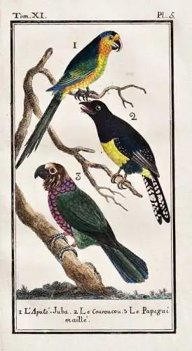 L'apute-juba .. - Papagei parrot perroquet / Vogel bird oiseau Vögel birds oiseaux