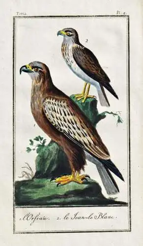 L'orfraie .. - Adler aigle eagle / Vogel bird oiseau Vögel birds oiseaux
