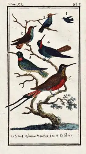 Oiseaux mouches .. - Kolibri Kolibris Hummingbirds trochilidés / Vogel bird oiseau Vögel birds oiseaux