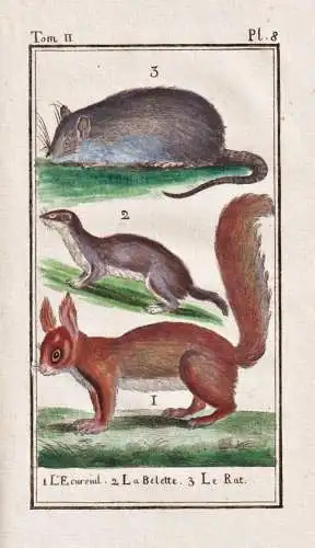 L'Ecureuil, la Belette, le Rat .. - Eichhörnchen squirrel Wiesel weasel Ratte rat / animal Tier