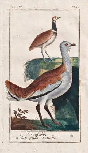 L'Outarde - La petite Outarde - Trappen Otididae Bustard / Vogel Vögel birds bird oiseaux oiseau