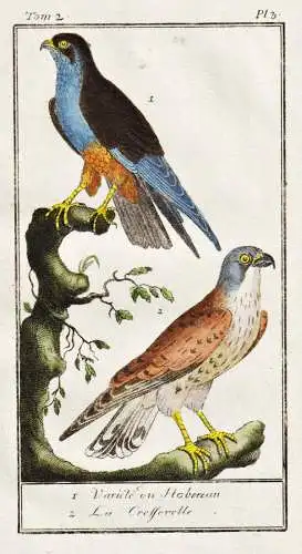 Variété du Hobereau .. - Falke Hobereau hawk / Vogel bird oiseau Vögel birds oiseaux