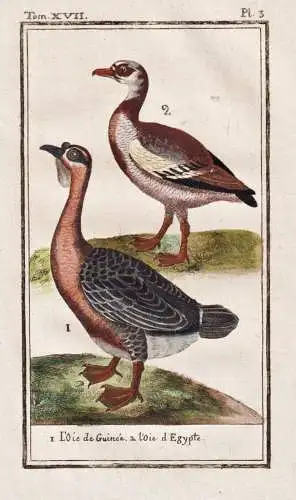 L'oie de guinee .. - Guinea guinee pigeon Taube / Vogel bird oiseau Vögel birds oiseaux