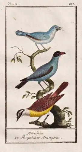 Becardes ou Pie-griecher etrangeres - Raubwürger shrikes Würger / Vogel bird oiseau Vögel birds oiseaux