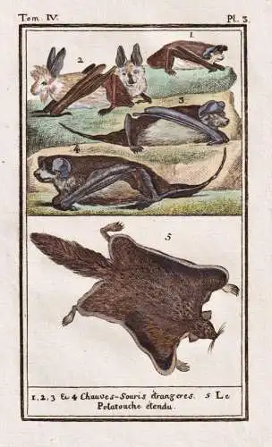 Chauve-Souris etrangeres - Fledermaus bat Flughörnchen Flying squirrels / Tier animal