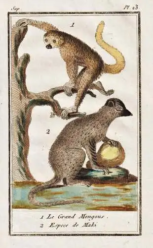 1. Le Grand Mongous. 2. Espece de Maki. - Mongoose ring-tailed Lemur / Tiere Tier animals animal animaux