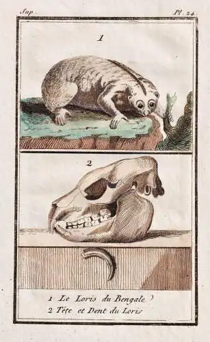 1. Le Loris du Bengale. 2. Tete et Dent du Loris. - Loris India skull Schädel / Tiere Tier animals animal ani