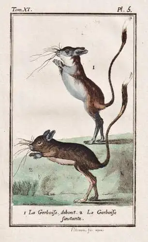 La Gerboise debout - Springmaus Jerboa Maus mouse / Tiere animals