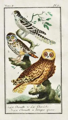 La Chouette .. - Eule owl Chouette / Vogel bird oiseau Vögel birds oiseaux