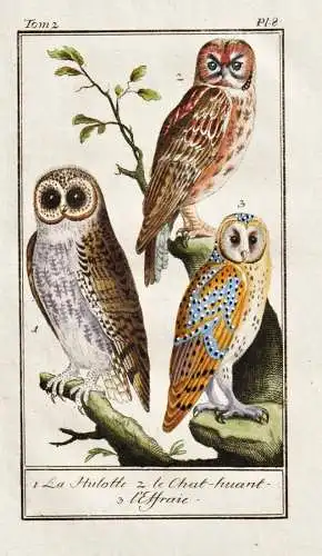 La Hulotte .. - Kauz brown owl Hulotte Eule / Vogel bird oiseau Vögel birds oiseaux