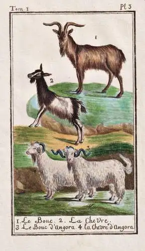 Le Bouc - bouc Bock Ziege goat chevre