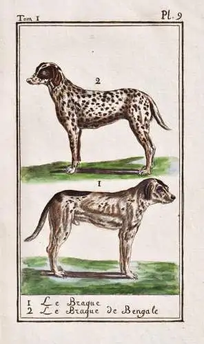 Le Braque .. - Dalmatiner dalmatiens Hund dog Hunde dogs chien