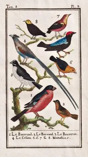 Le Bouvreuil .. - Gimpel bullfinches bouvreuil Vogel Fink / Vogel bird oiseau Vögel birds oiseaux