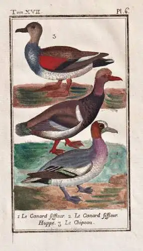 Le Canard Siffleur .. - Canard Siffleur Ente duck / Vogel bird oiseau Vögel birds oiseaux