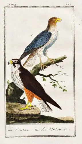 Le Canas .. - Falke hawk / Vogel bird oiseau Vögel birds oiseaux