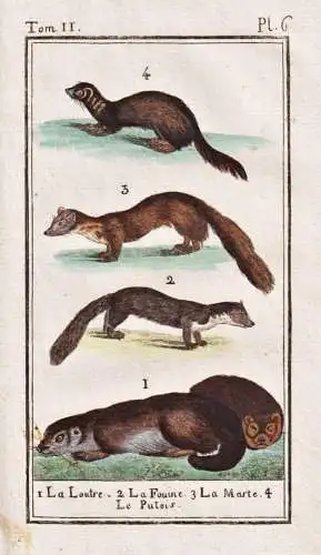La loutres .. - loutres Otter otter Marder marten / Tier animal