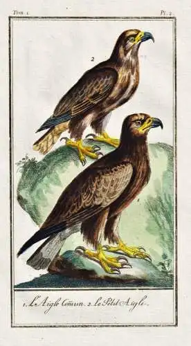 Le aigle comun .. - Adler aigle eagle / Vogel bird oiseau Vögel birds oiseaux