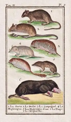 La souris .. - Taupe Maulwurf mole Maus souris mouse / animal Tier
