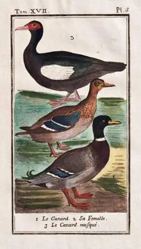 Le Canard .. - Ente Canard duck / Vogel bird oiseau Vögel birds oiseaux