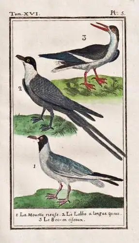 La Mouette rieuse .. - Lachmöwe Möwe seagull mouette / Vogel bird oiseau Vögel birds oiseaux