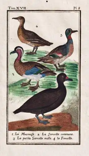 La Macreuse .. - Ente duck canard / Vogel bird oiseau Vögel birds oiseaux