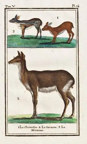 Le Chevrotin .. - Spießhirsch Hirsch brocket deer / Tier animal