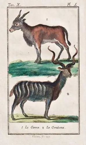 Le canna .. - antelope Antilope / animal Tier