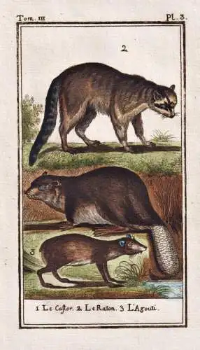 Le Castor .. - Biber beaver castor Nagetier / Tier animal