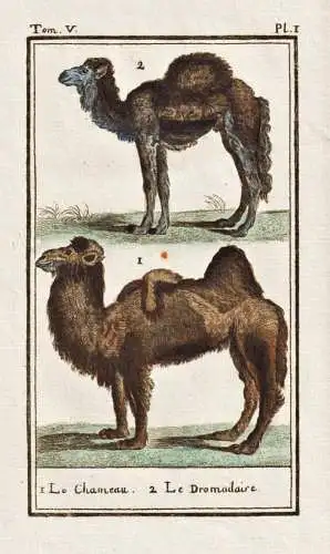 Le Chameau .. - Kamel camel chameau