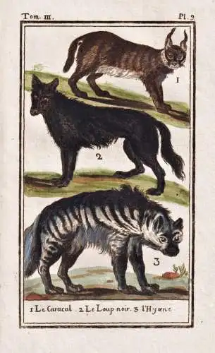 Le Caracal .. - Karakal Wolf Hyäne hyena Wüstenluchs Luchs caracal