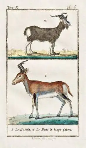 Le bubale .. - Kuhantilope hartebeest antilope / Tier animal