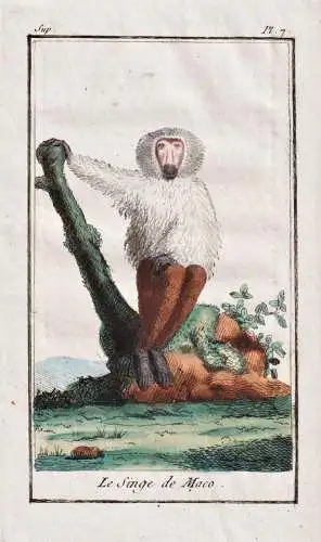 Le Singe de Maco - Macaque Makake / Affe monkey Affen monkeys singe ape apes / Tiere Tier animals animal anima