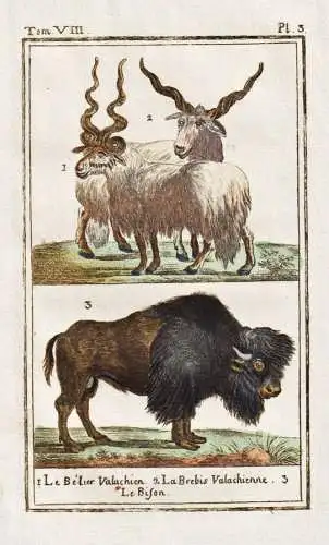 Le belier valachien .. - Bison bison wisent Schaf sheep / Tier animal