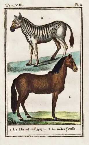 Le cheval d'espagne .. - Pferd horse Zebra cheval / Tier animal