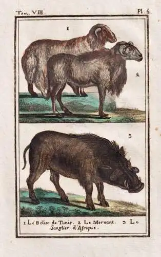 Le belier de tunis .. - Widder ram belier Wildschwein wild boar / Tier animal