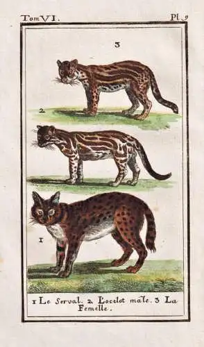 Le Serval .. - Katze Serval wild cat Wildkatze / animal Tier