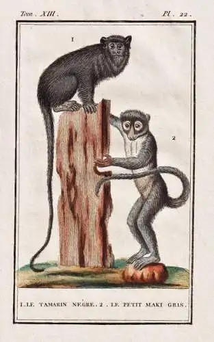 Le Tamarin negre / Le petit Maki Gris - Tamarine tamarins / Affe monkey Affen monkeys singe ape apes / Tiere T