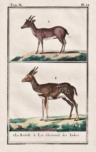 Le bosbok .. - Bock treteau ram Springbock / animal Tier