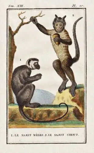 Le Sajou Negre ... -  Kapuzineraffe capuchin / Affe monkey Affen monkeys singe ape apes / Tiere Tier animals a