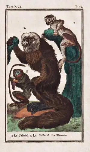 Le saimiri .. - Totenkopfaffe Affe monkey saimiri / Affe monkey Affen monkeys singe ape apes