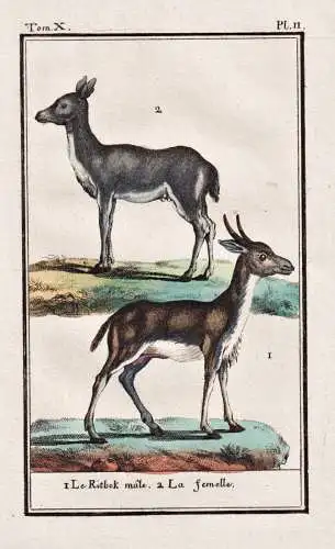 Le ritbok male .. - Reh deer chevreuil / animal Tier