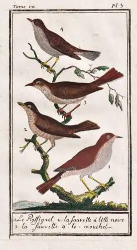 Le Rossignol .. - Nachtigall rossignol nightingale / Vogel bird oiseau Vögel birds oiseaux